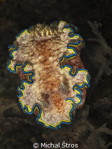 Nudi Glossodoris cincta at Lembeh by Michal Štros 